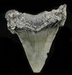 Bargain Angustidens Tooth - Megalodon Ancestor #32978-1
